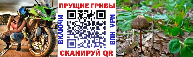 Псилоцибиновые грибы MAGIC MUSHROOMS  где продают   Ковров 